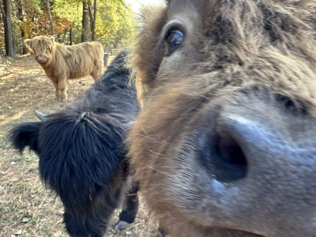 Closeup of Highland Cow at Whitewater Center