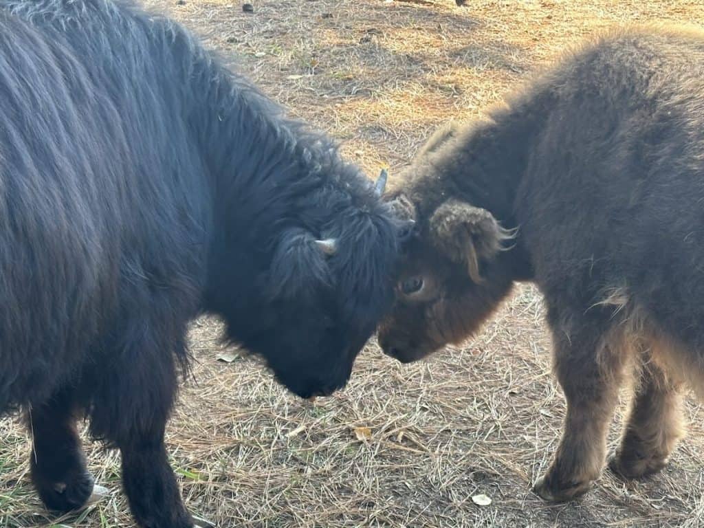 Highland Cows at Whitewater Center in Charlotte
