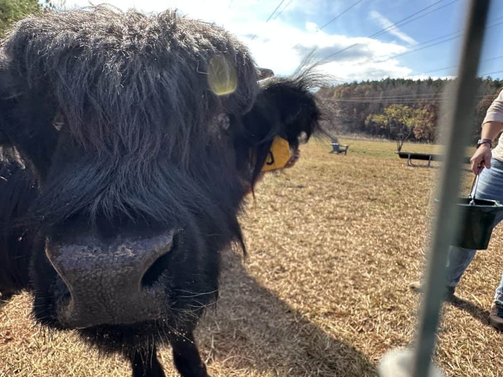 Highland Cow at Whitewater Center