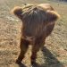 Highland Cow at Whitewater Center