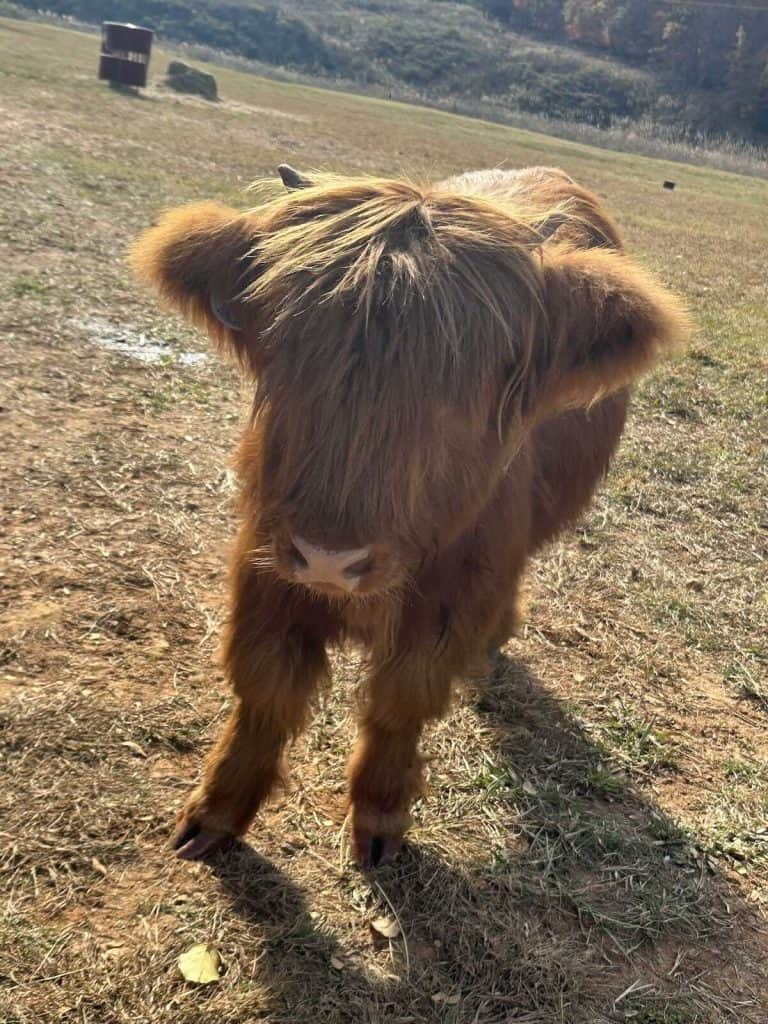 Highland Cow at Whitewater Center