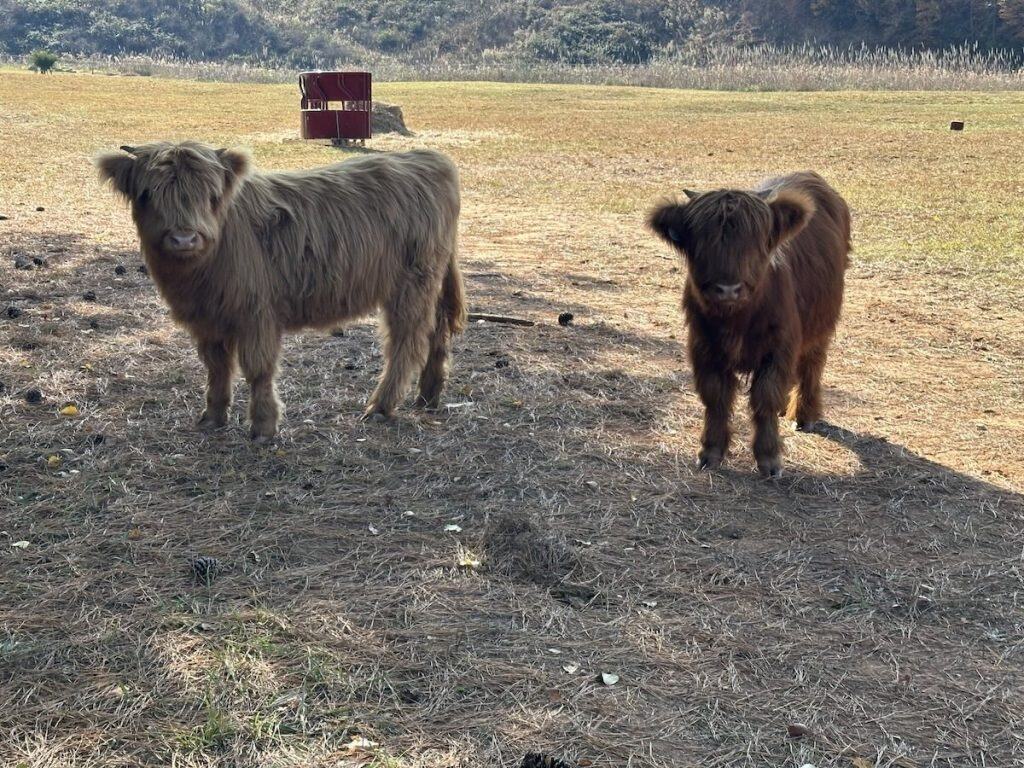 Two Highland Cows at Whitewater Center in Charlotte