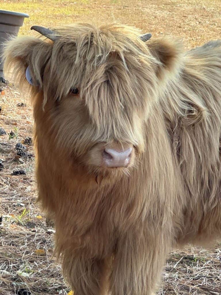Highland Cow at Whitewater Center