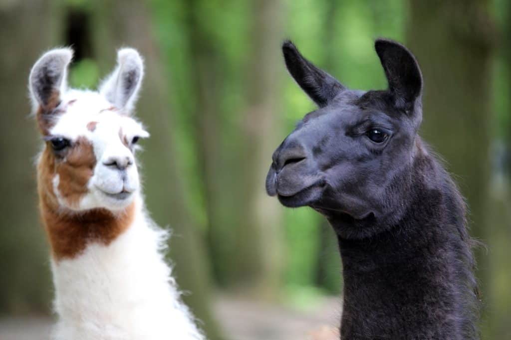 two llamas