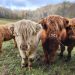 highland cows