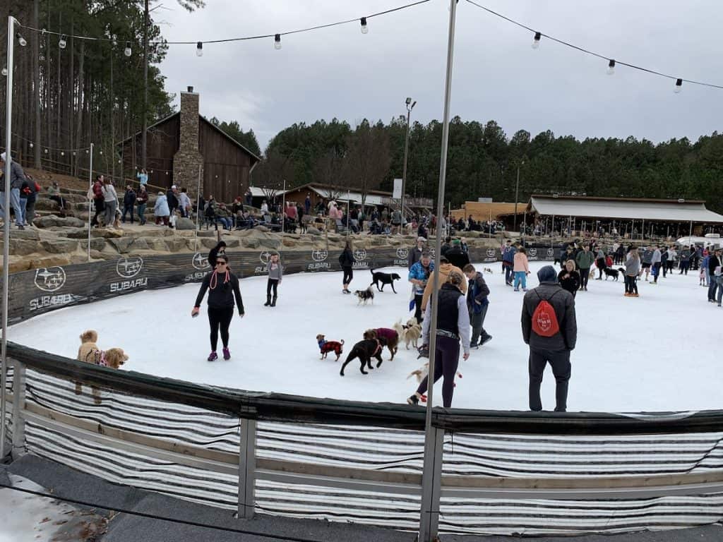 Dogs and humans on skating rink