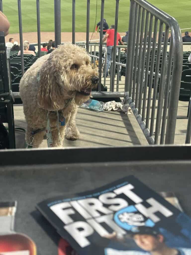 Dog at Charlotte Knights game