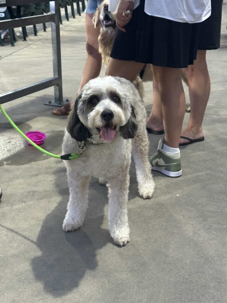 Dog at Charlotte Knights game