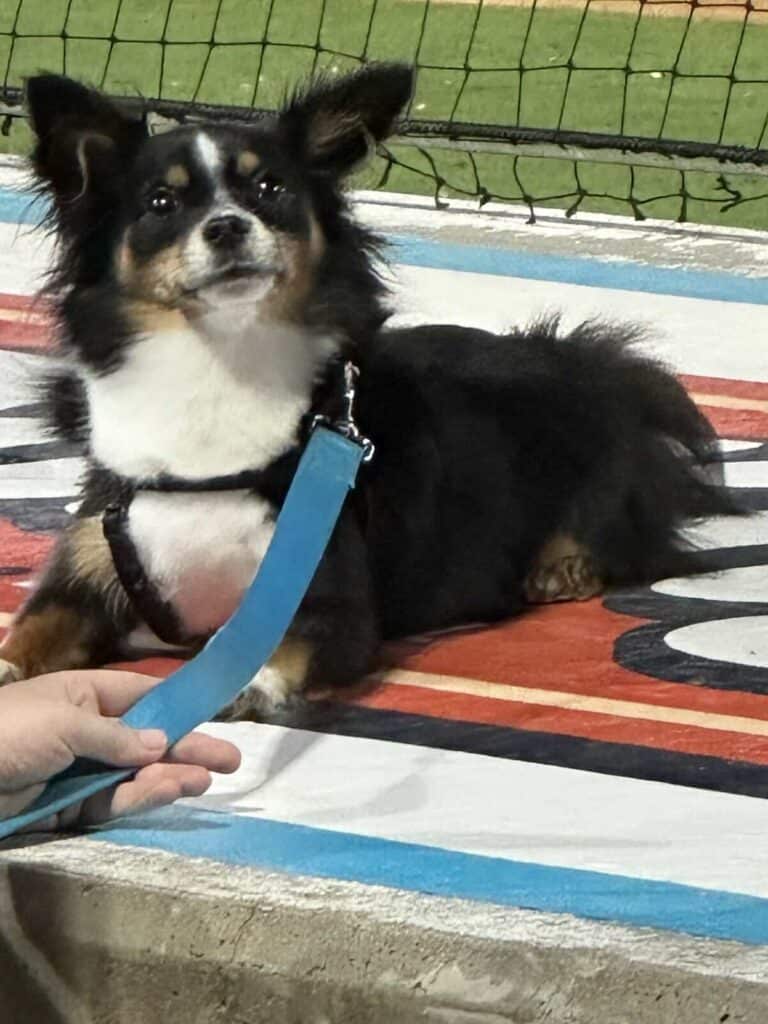 dog on dugout at Charlotte Knights game