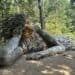 Big Pete with the Big Feet -- Dambo Troll in Charlotte