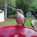 hummingbird on feeder