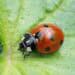 ladybug on leaf