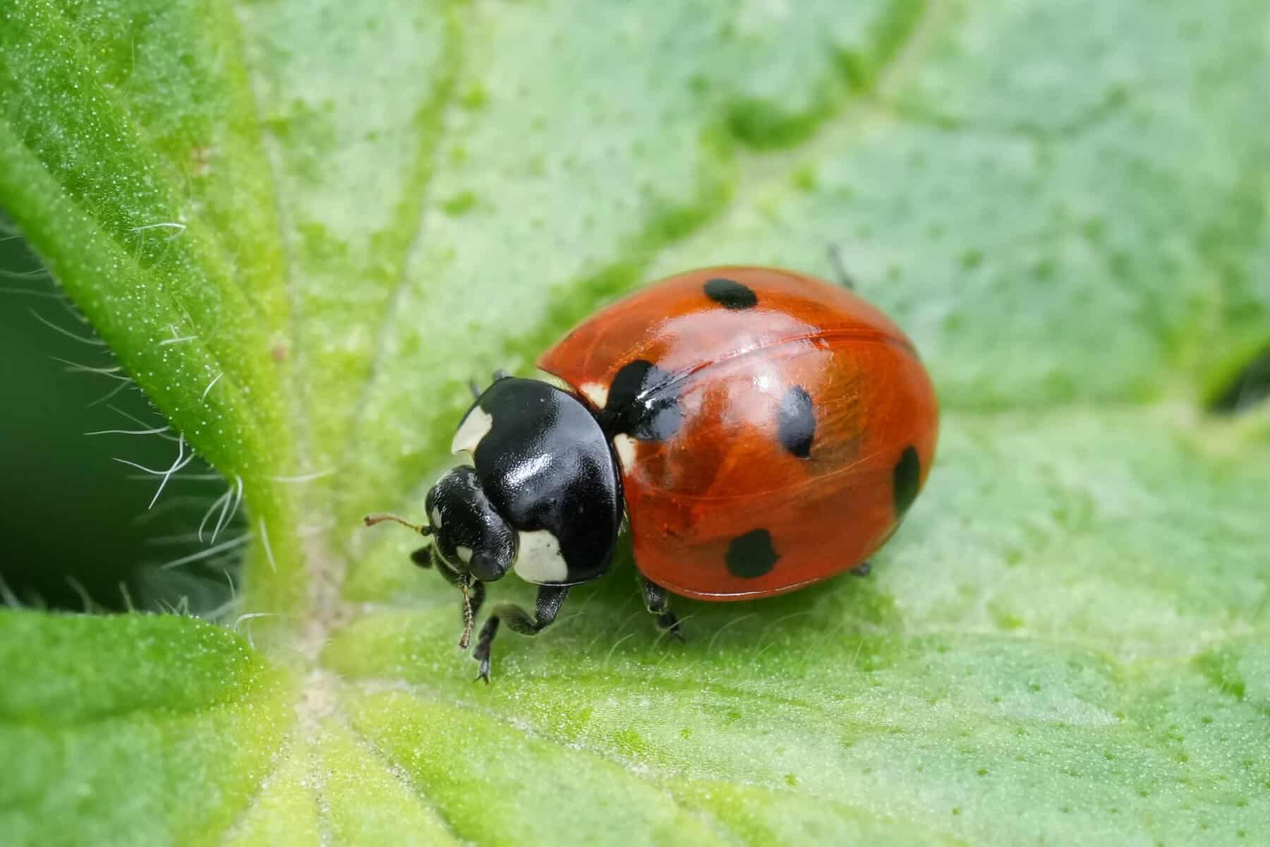 ladybug on leaf