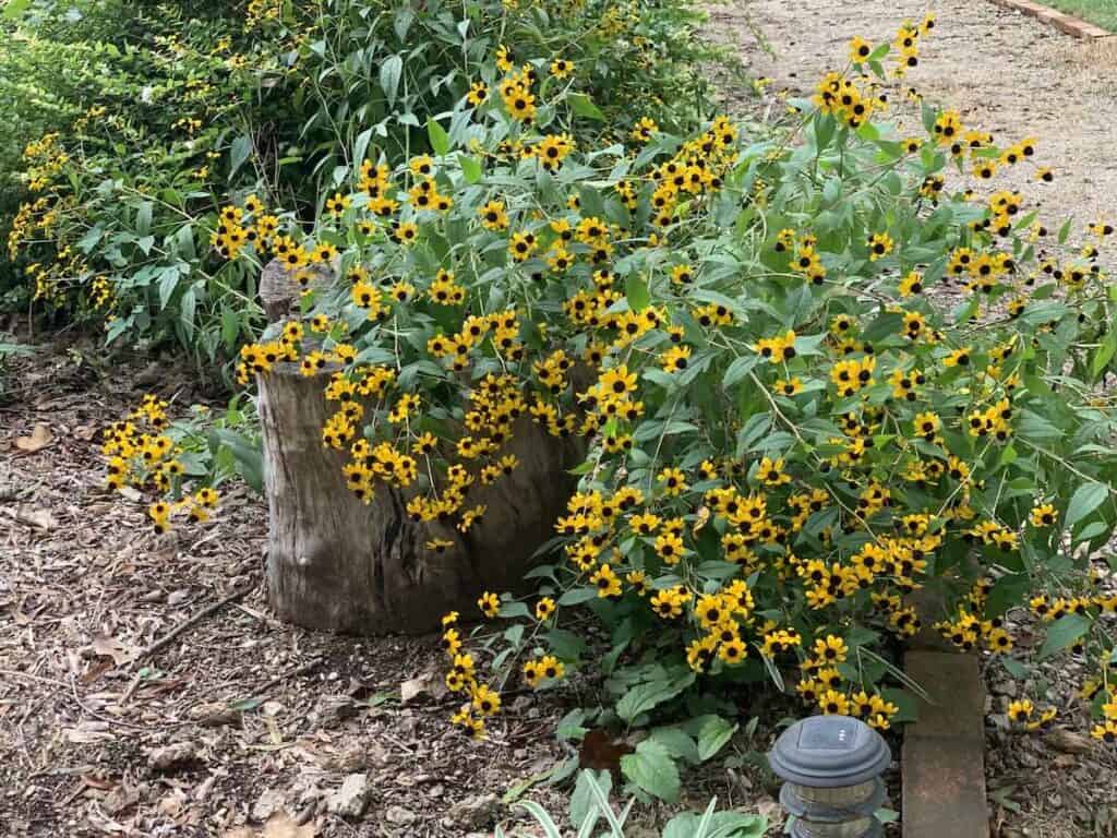 yellow coneflowers