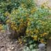 yellow coneflowers