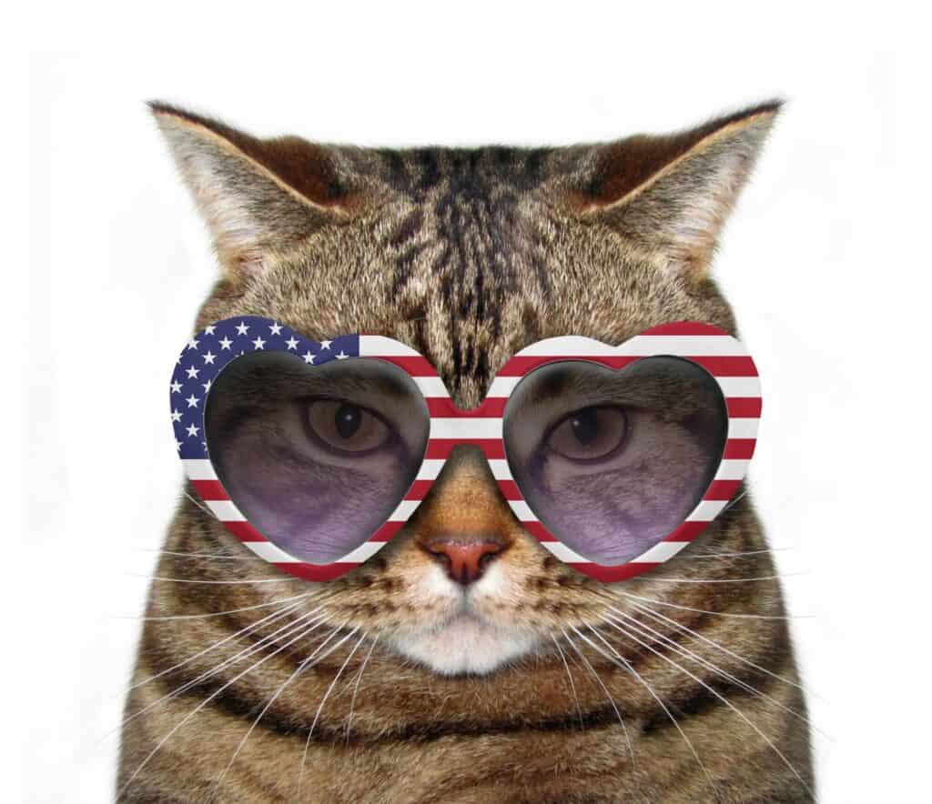 Cat wearing red white and blue sunglasses
