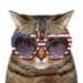 Cat wearing red white and blue sunglasses