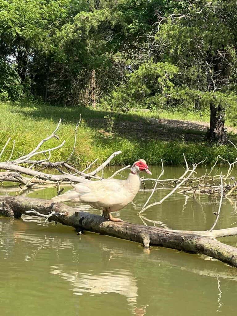 duck