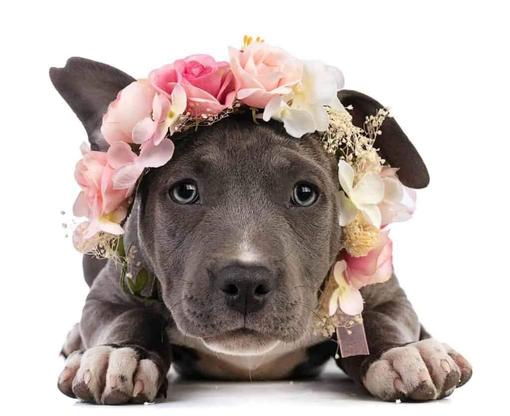 Puppy american staffordshire terrier on white background wearing flower crown