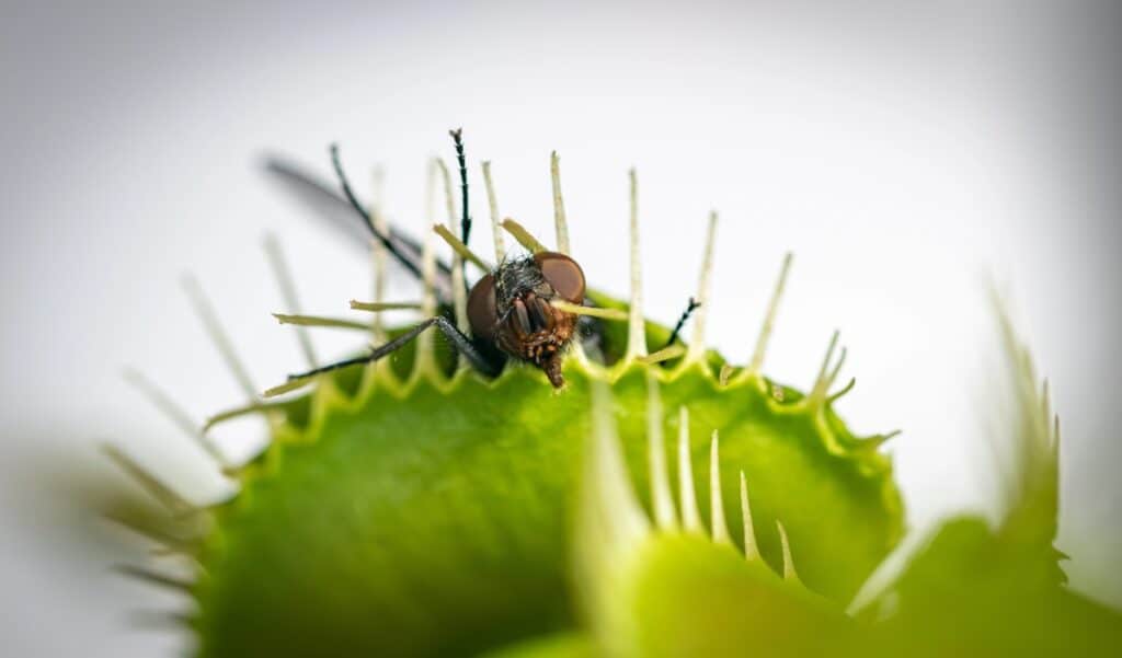 Insect trapped in Venus Fly Trap