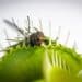 Insect trapped in Venus Fly Trap