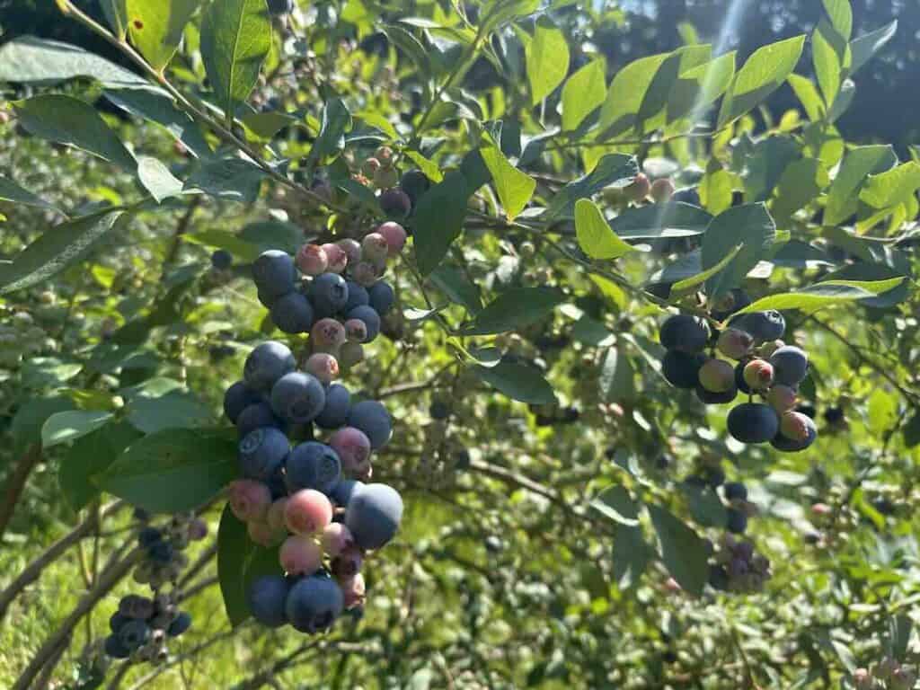 Blueberries at McLawland Farms