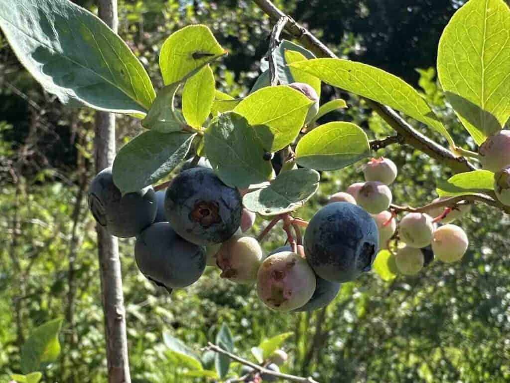 Blueberries at McLawland Farms