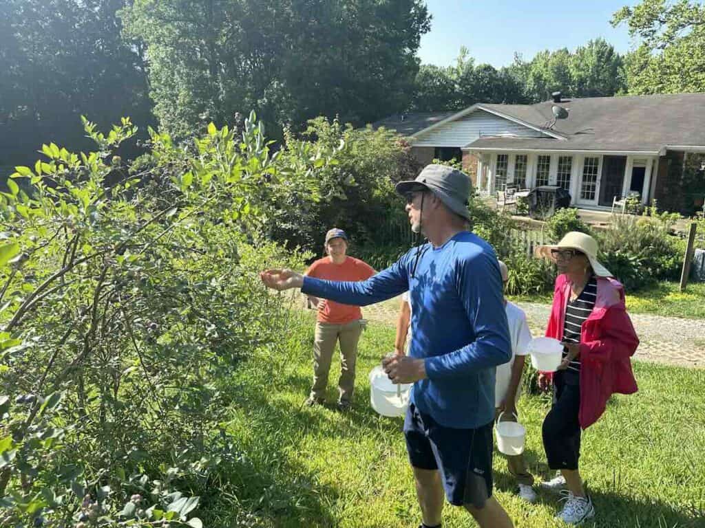 Blueberry picking at McLawland Farms