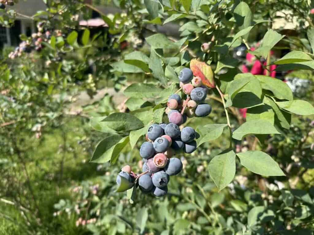 Blueberries at McLawland Farms
