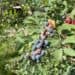 Blueberries at McLawland Farms