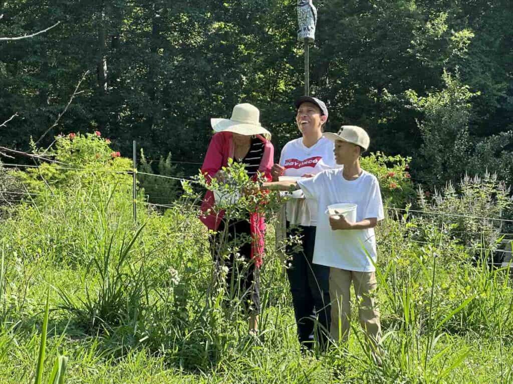 Picking blueberries at McLawland Farms