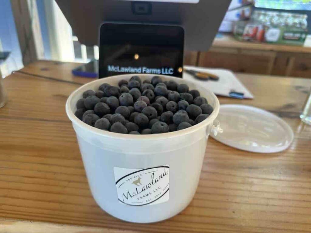 1/2 gallon of blueberries picked at McLawland Farms