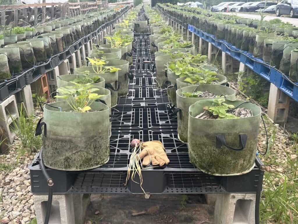 Plants at Pascuales' Farm