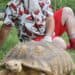 Santa wearing summer clothes, with huge tortoise