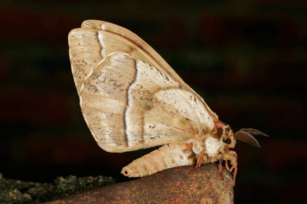 a moth at night
