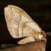 a moth at night