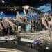 Hall of Dinosaurs at The Schiele Museum