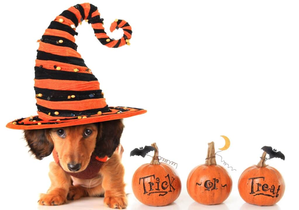 dog in costume