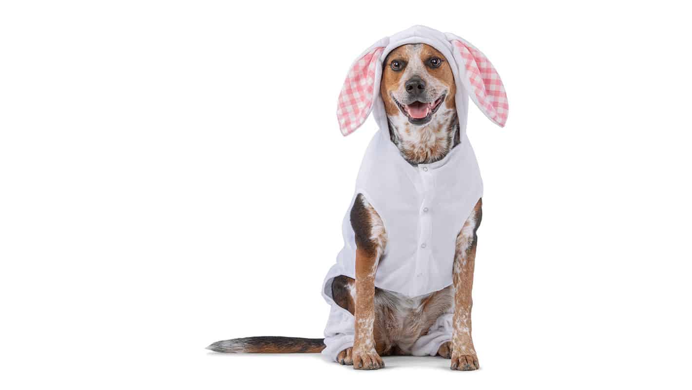 easter bunny petsmart Charlotte On The Cheap