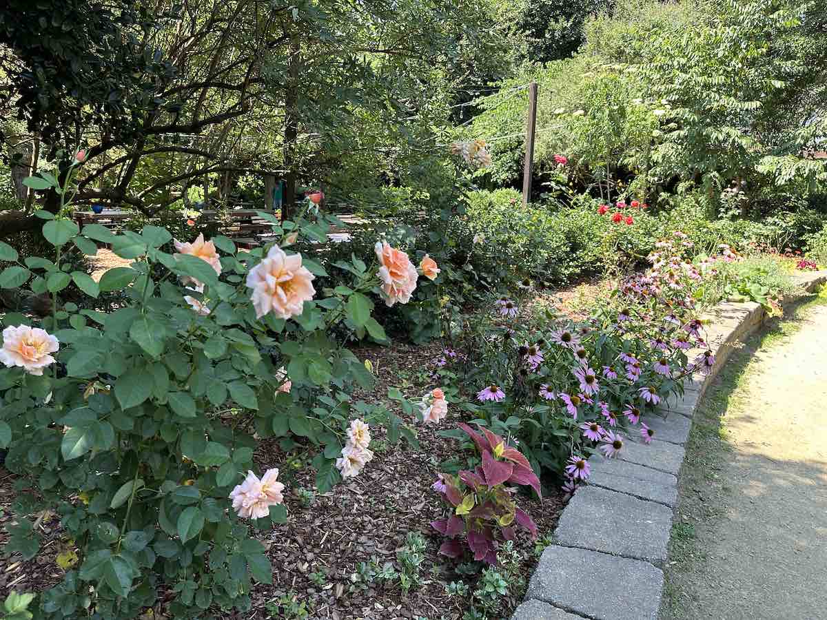 mcgillrosegardenrosies3 Charlotte On The Cheap